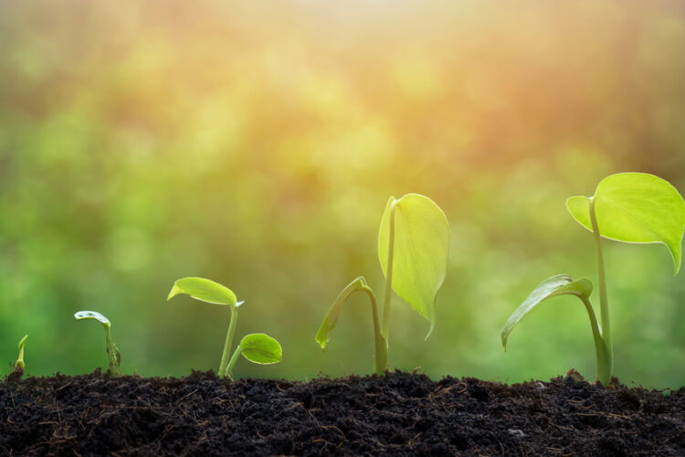 sunlight,on,surface,of,agriculture,plant,seedlings,growing,in,germination